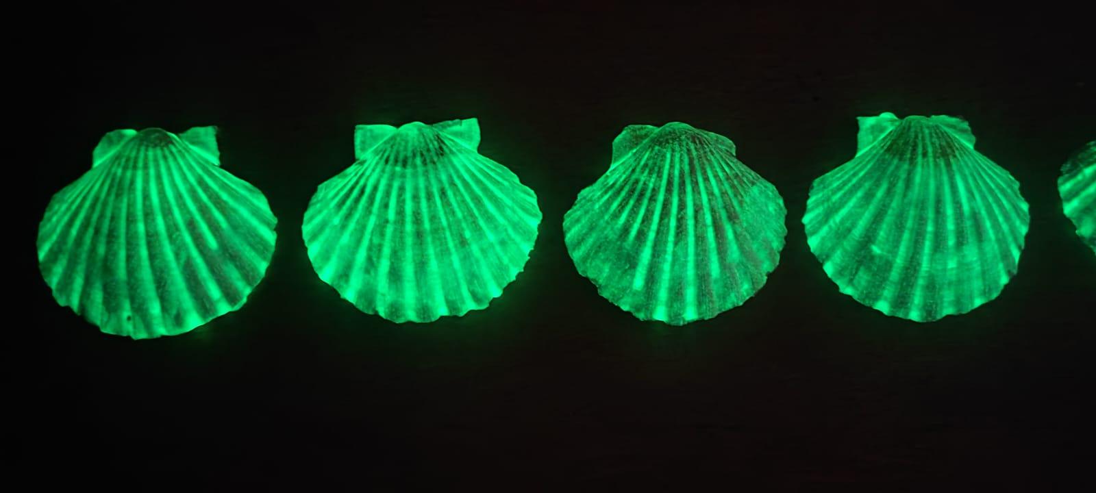 Quatre coquilles Saint-Jacques bretonnes phosphorescentes, photographiées dans l'obscurité